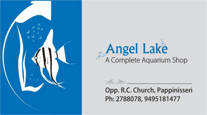 ANGEL LAKE-A Complete Aquarium Shop(PAPPINISSERI)
