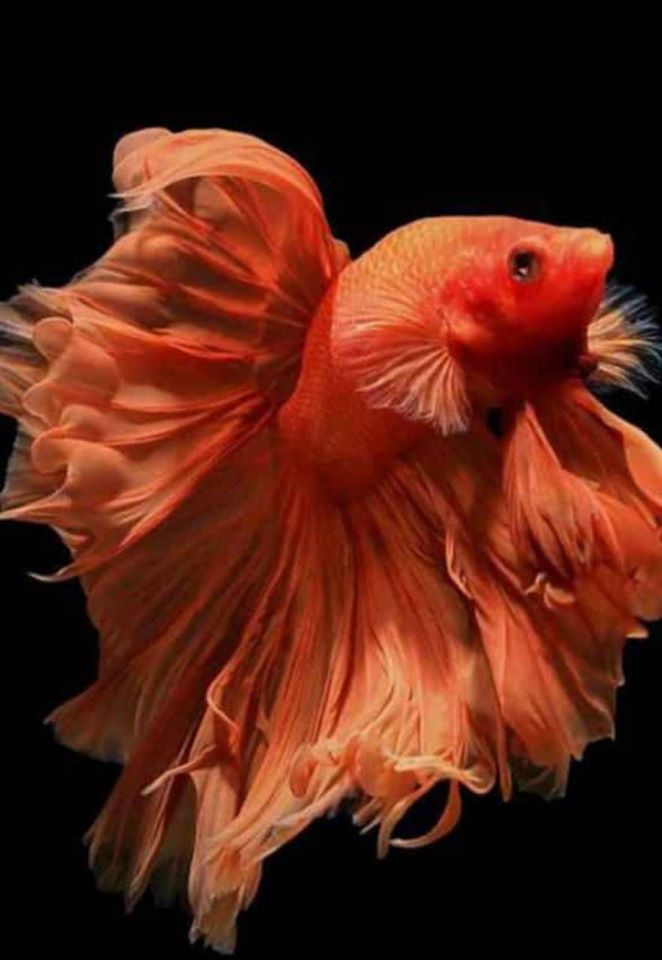 ANGEL LAKE-A Complete Aquarium Shop(PAPPINISSERI)