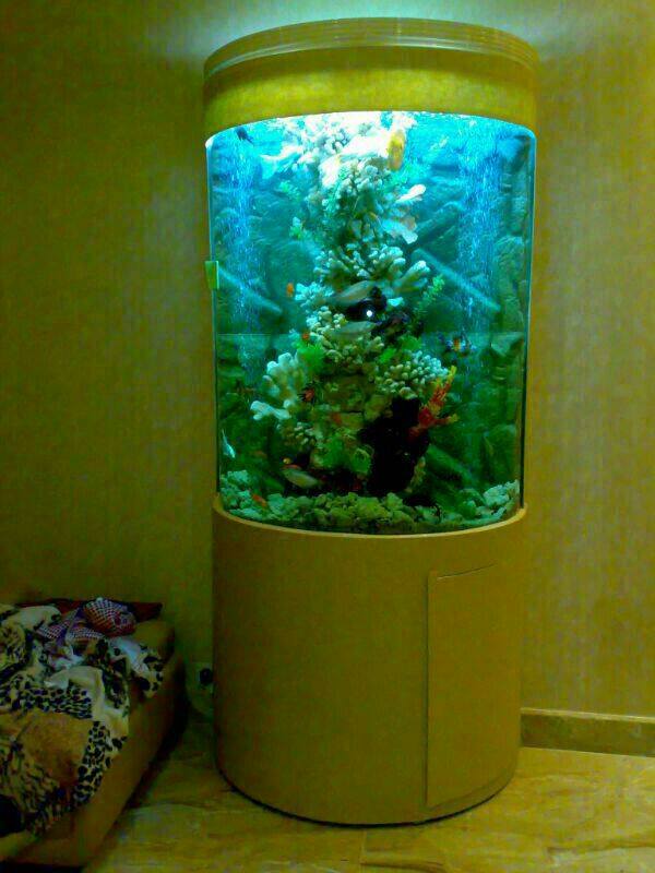ANGEL LAKE-A Complete Aquarium Shop(PAPPINISSERI)