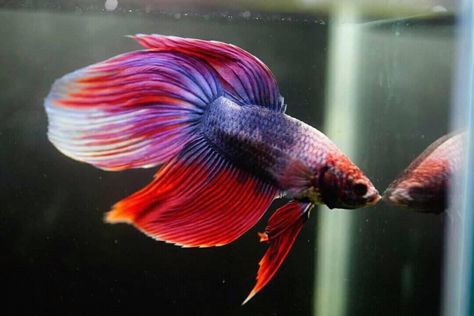 ANGEL LAKE-A Complete Aquarium Shop(PAPPINISSERI)